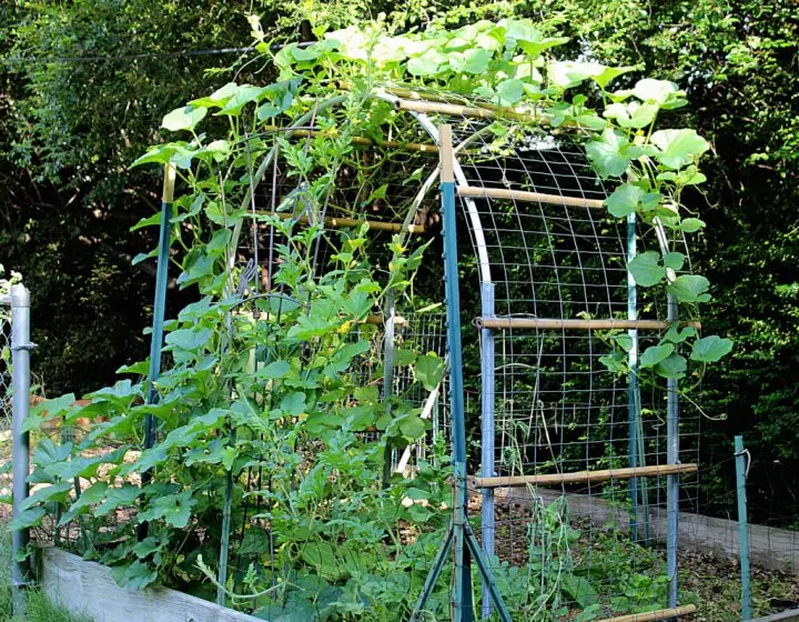 Cantaloupe growing on a vertical trellis that was a DIY project.