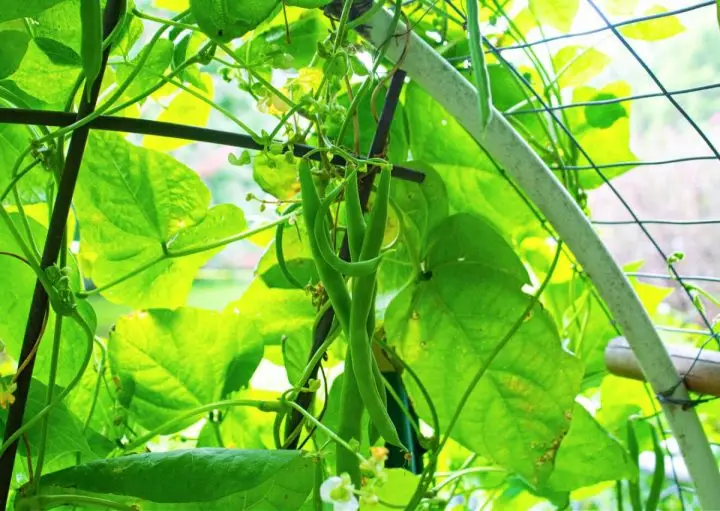 How to create a vertical trellis. Green Beans on a DIY Vertical Trellis
