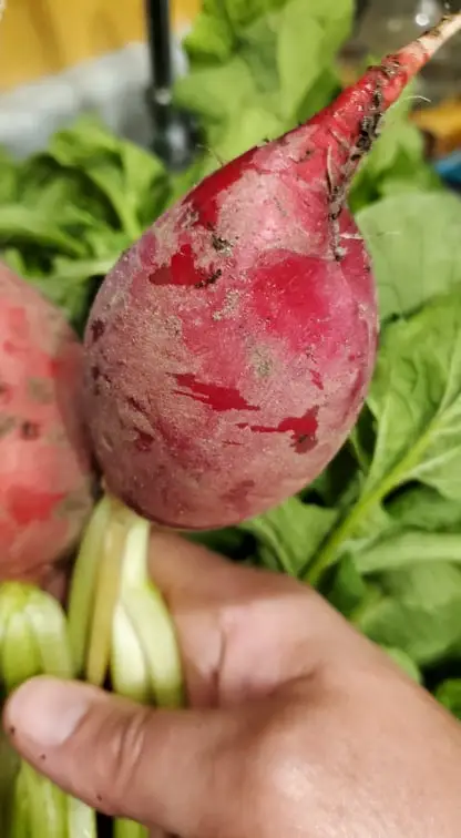 Red radishes just picked from the garden and ready to use.