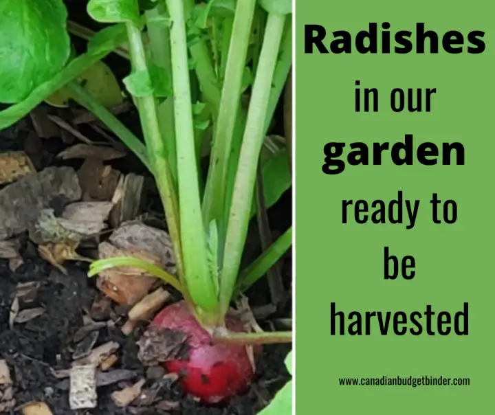 Radishes in the ground ready to be picked.