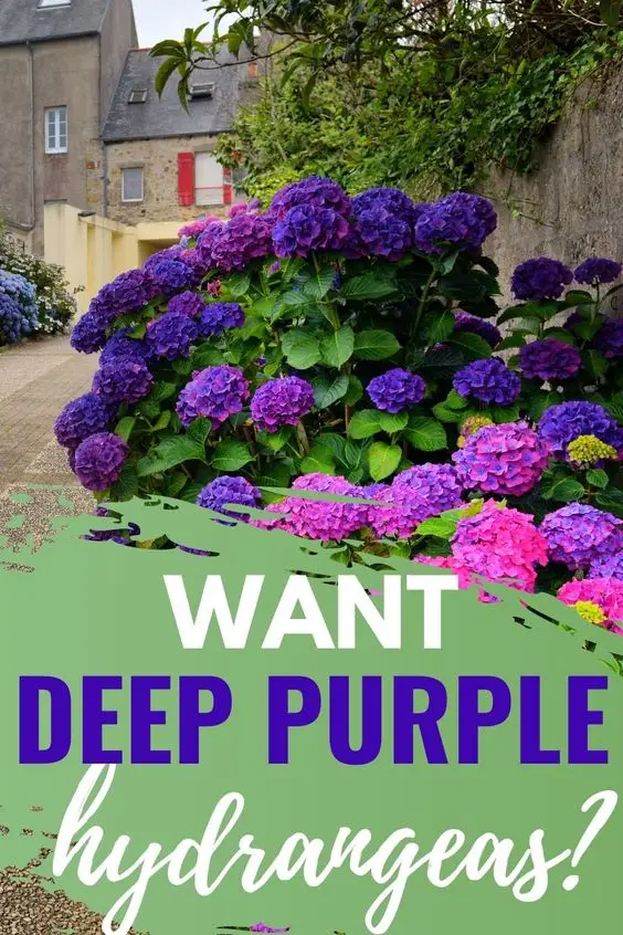 How To Make Deep Purple Hydrangeas