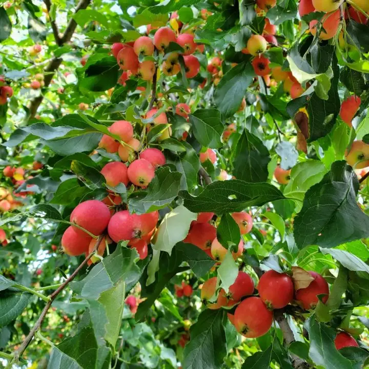 crab apple tree ready to be picked in Ontario, Canada.