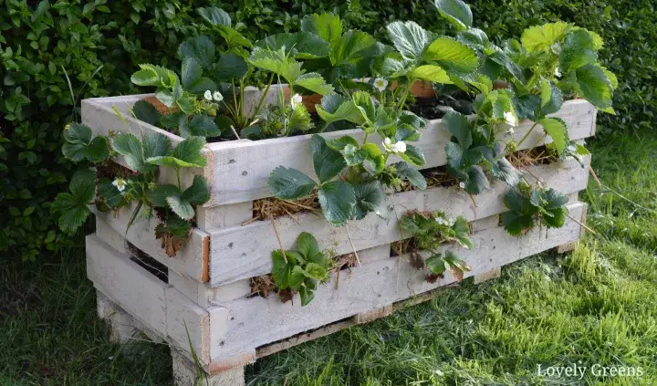 How to create a strawberry pallet planter box.
