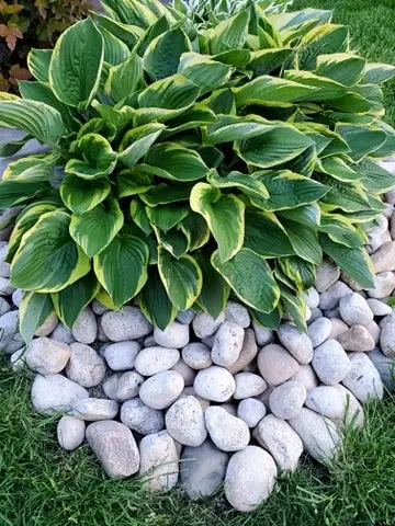 rock gardening with weed prevention