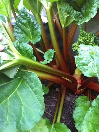 rhubarb plant in our back garden