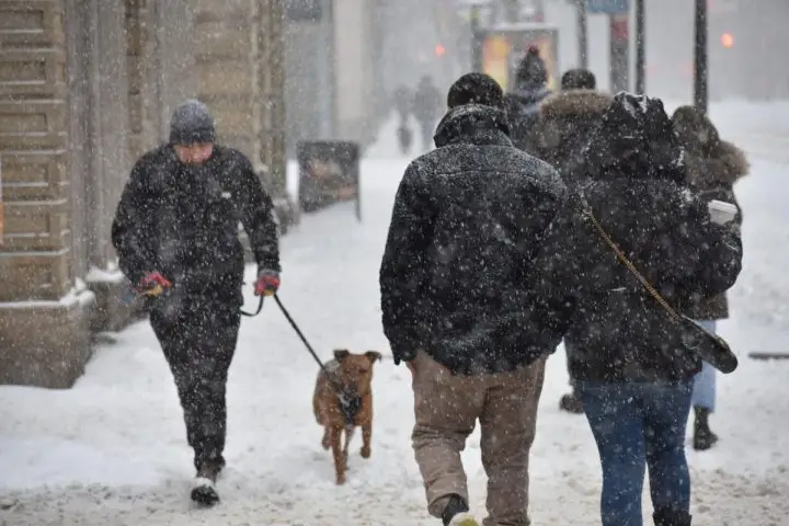 Earn Extra Christmas Money Dog Walking, Cat Walking