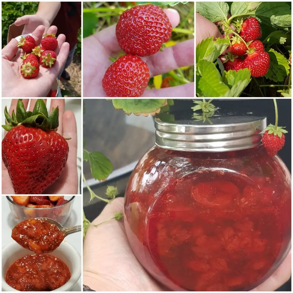 Sugar free strawberry jam are fantastic for gifts.