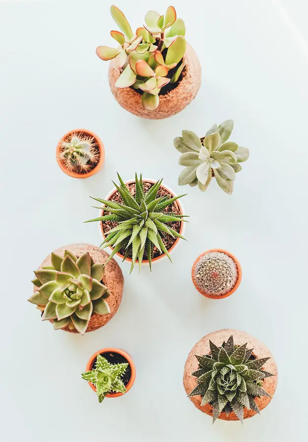 A variety of succulent plants