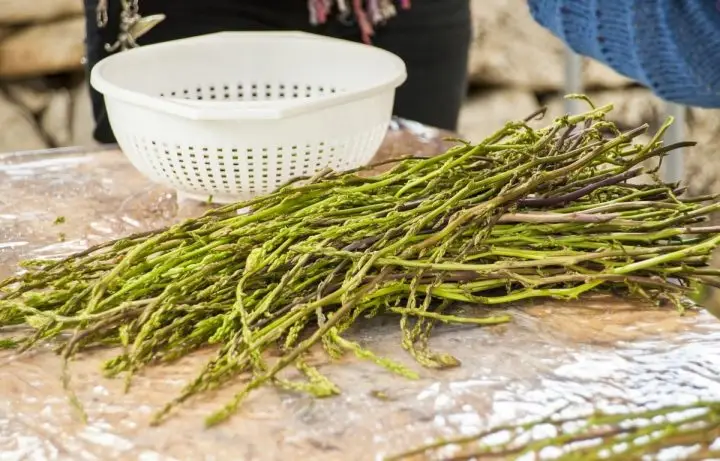 Wild Foraged Asparagus in the ditches of Ontario close to farmlands.
