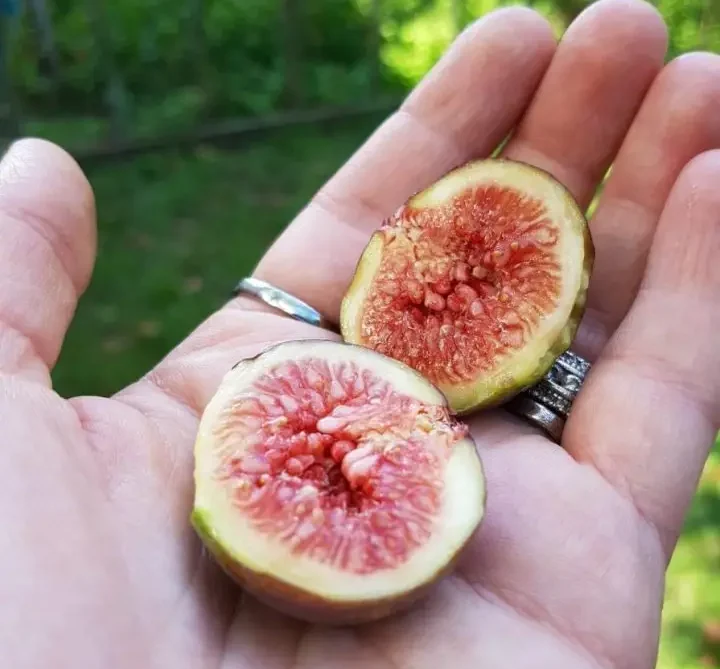 Organic Italian Fig Cut In Half