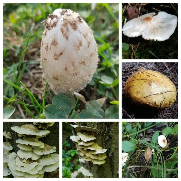 Wild Mushrooms Ontario