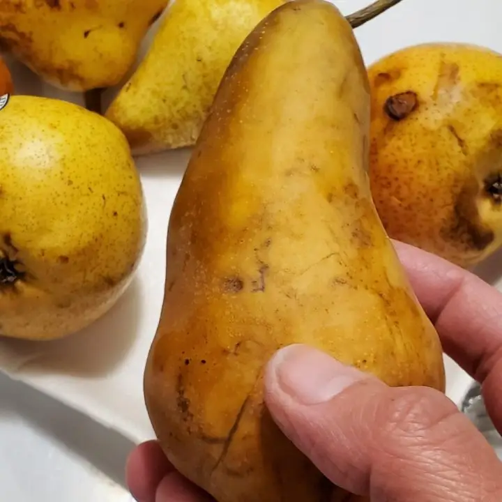 Ripe Bosc Pears that I used to make a Pear Compote Fruit Topping