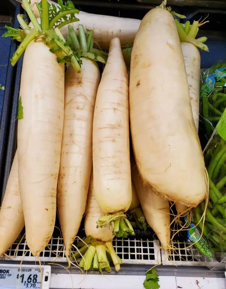 Daikon Radish at Food Basics