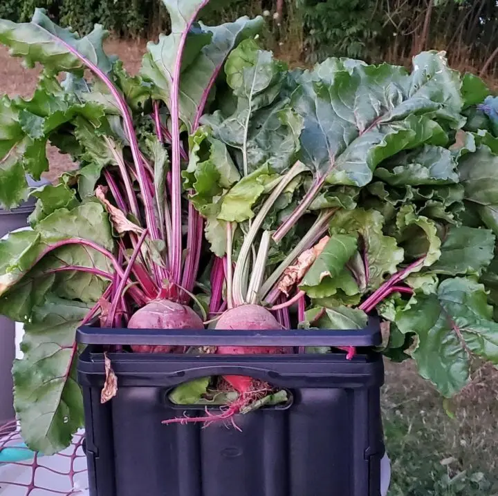 Freshly picked organic beets and beet greens from the Garden 2022