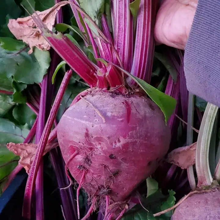 Mr. CBB's First Crop Of Organic Beets