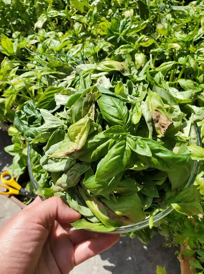 Fresh picked organic basil