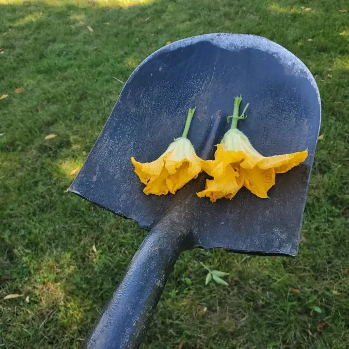 Orange Zucchini Flowers On A Shovel