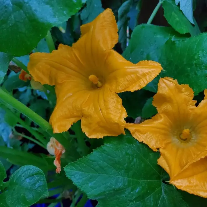 Orange Blossoms or Zucchini Flowers