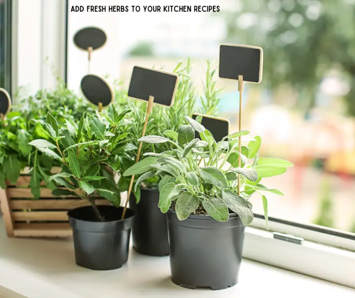 Pots of fresh herbs growing on a countertop
