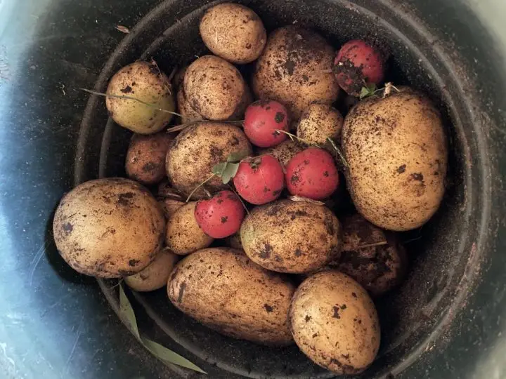 Growing Organic Potatoes