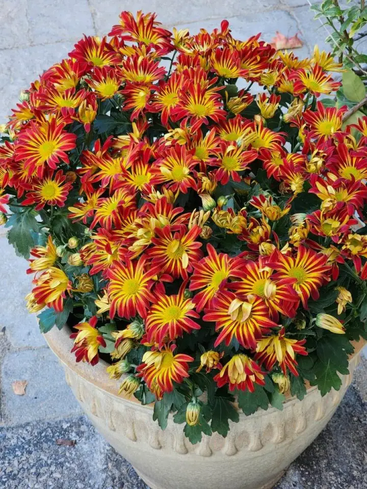 Two pots of red and yellow fall mums bought for Mrs. CBB