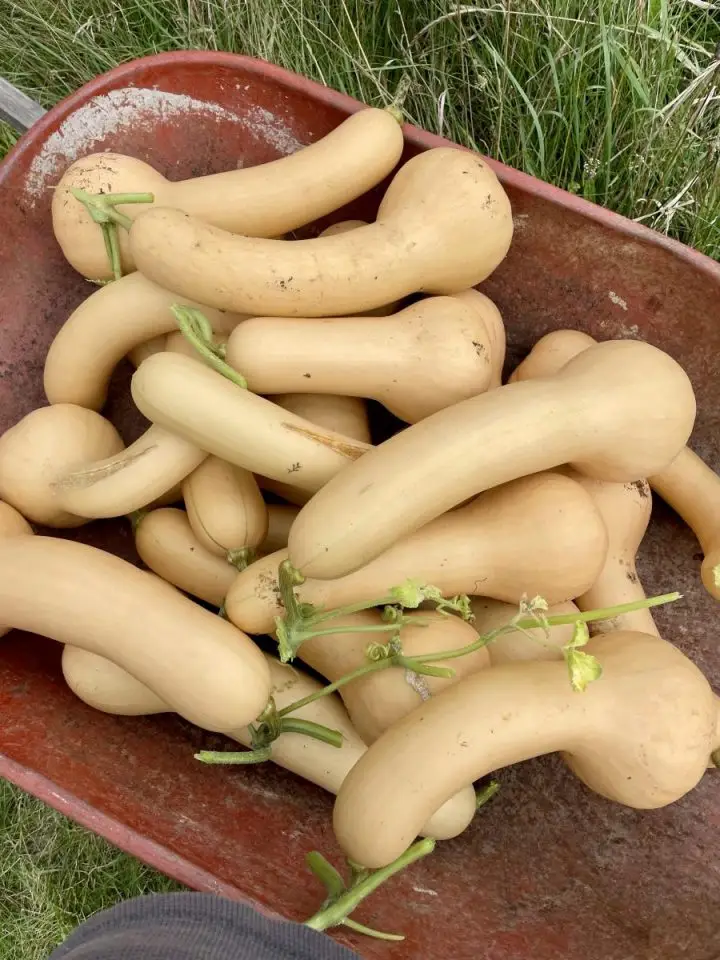 Squash-harvest-720x960