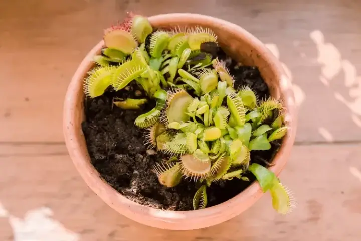Venus Fly Trap From The Spruce Blog