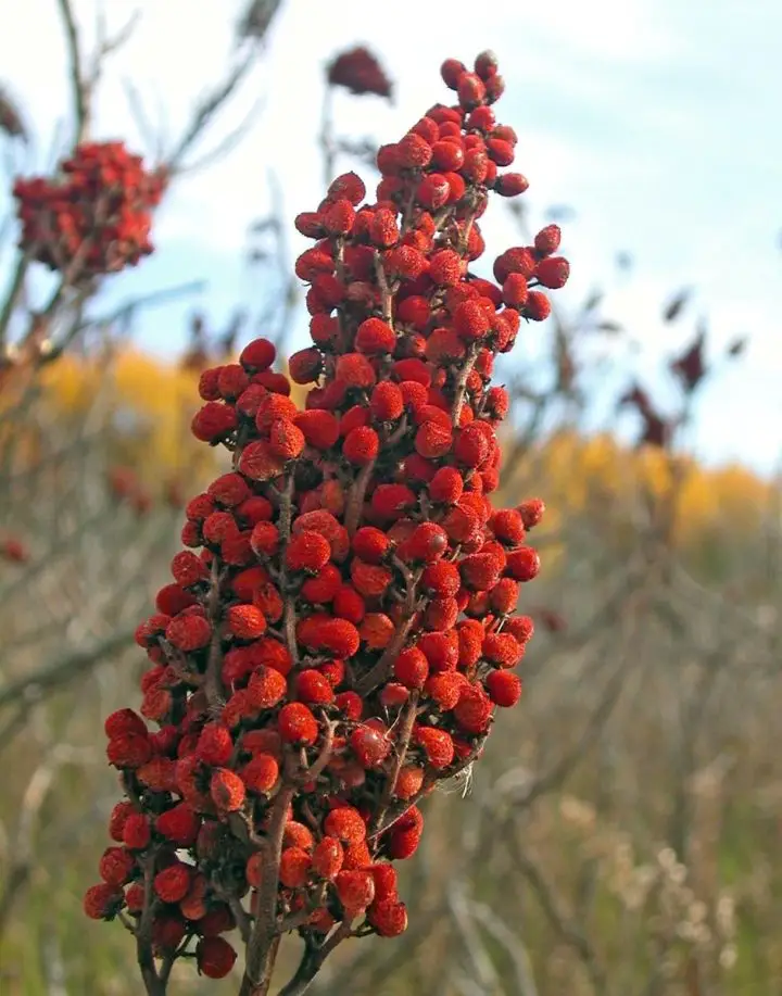 Edible Sumac Fruit taken at Hyland Park Reserve in Bloomington, MN on Oct. 28th, 2007.