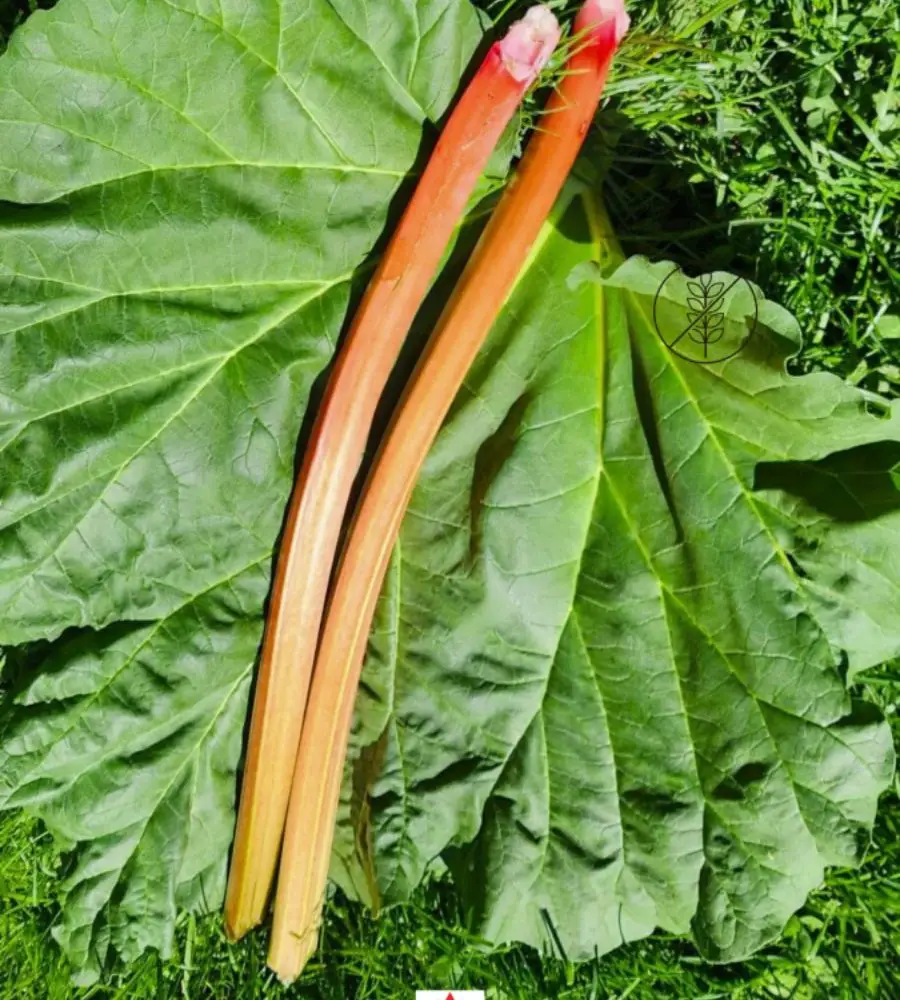 Freshly Picked Rhubarb