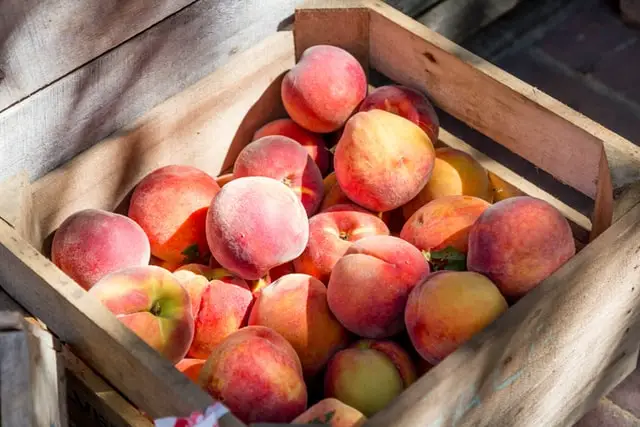 Fresh-picked-peaches