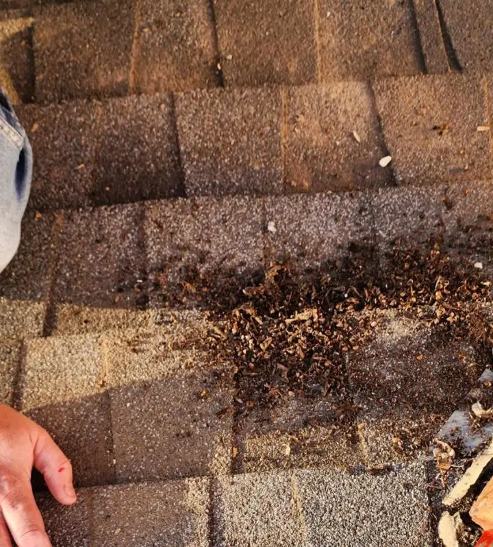 Bug Casings That Fell Out From The Siding
