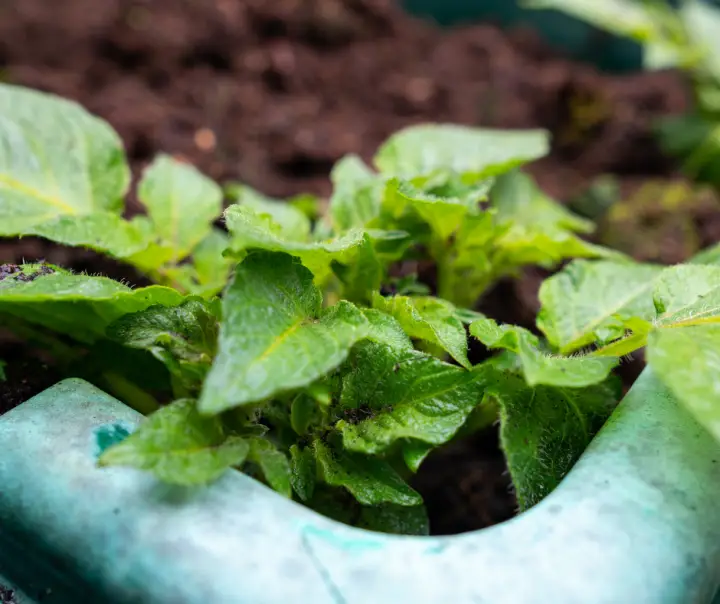 How To Grow Potatoes In A Garden Pot