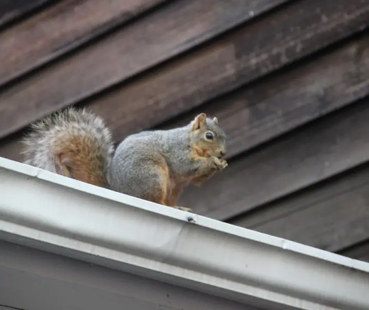 Squirrel sitting in the gutters on the roof of a home