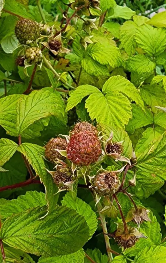 Raspberry Bushes at the community garden