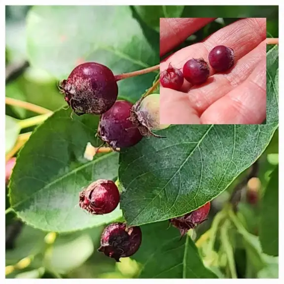 Serviceberry Tree On Our Ontario Property