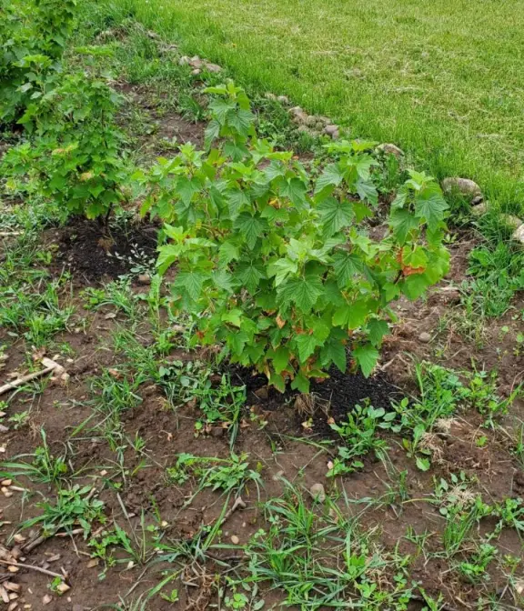 Raspberry bush at the community garden