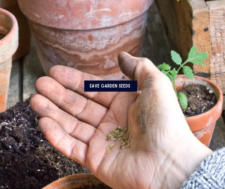 Save Garden Seeds
