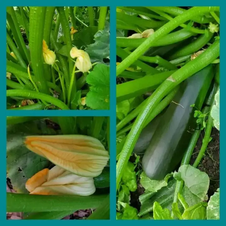 Green bush organic zucchini