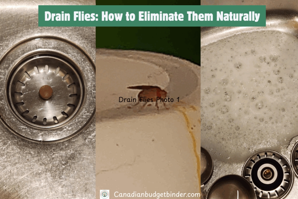 Drain Flies: How to Eliminate Them Naturally