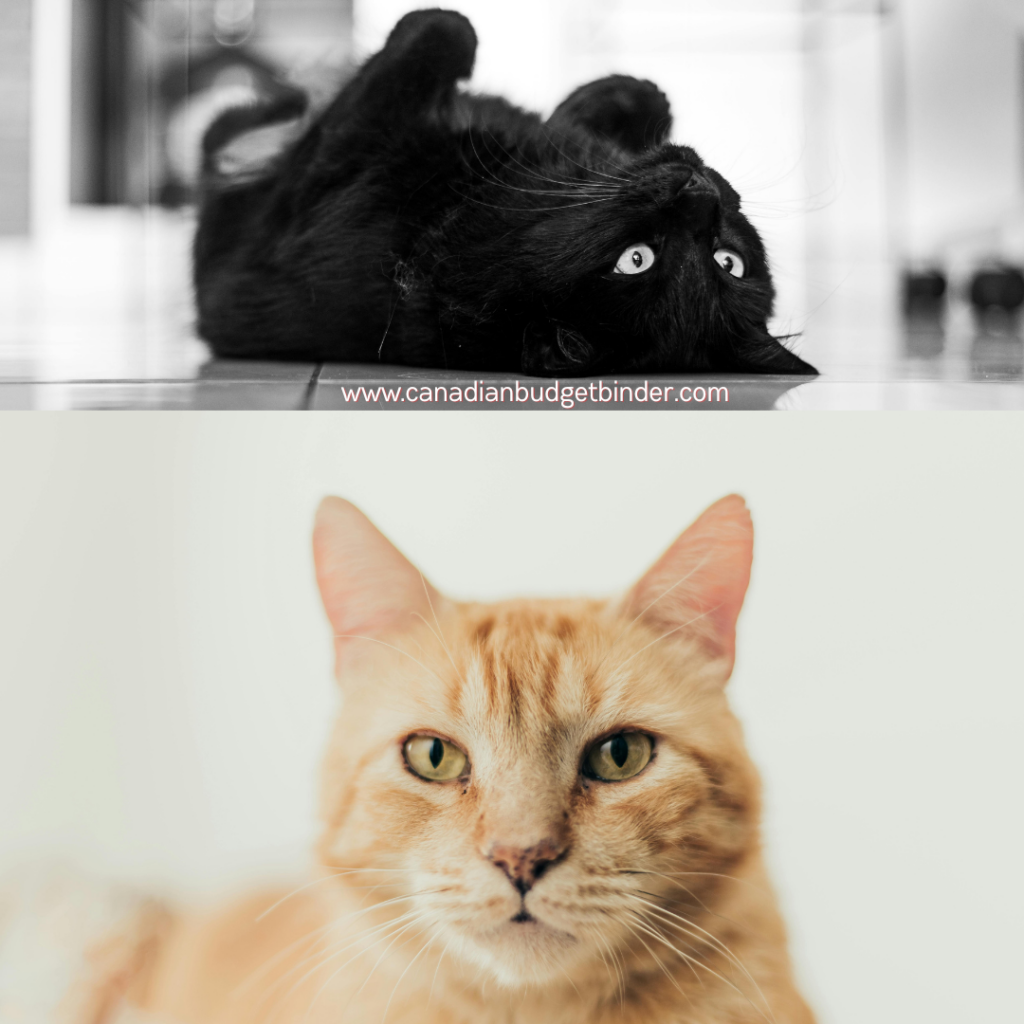 CBB Cats Budget Update Cover 2026